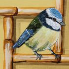 Blue Tit